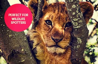 lion cub in the serengeti national park, tanzania, wildlife, africa, safari