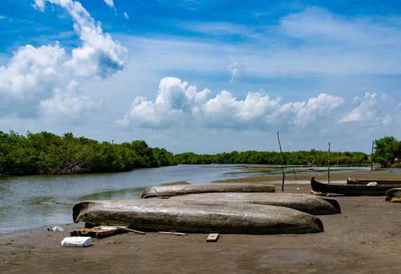 mangrove szwamp near cartagena de indias colombia