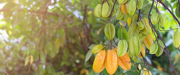 what to eat in costa rica fresh starfruit growing on the trees