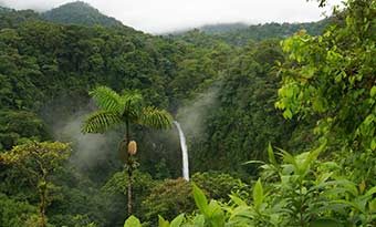 Rainforest in Costa Rica