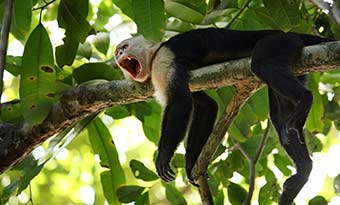 Monkey hanging in a green tree in the jungle in a National Park of Costa Rica