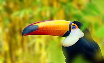 Toucan in the trees in the forest in Costa Rica