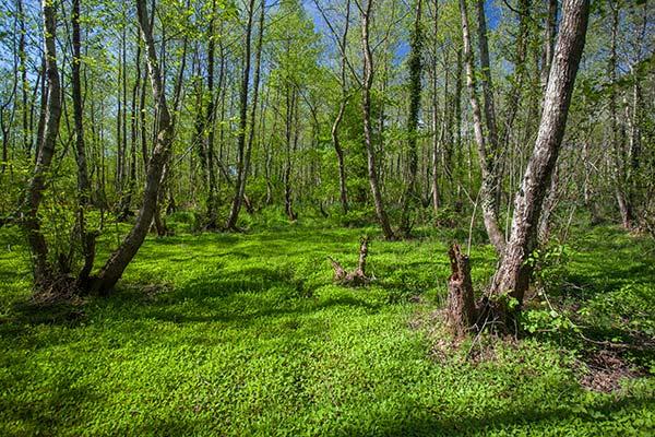 green forest with trees and overgrown grass in kolkheti national park georgia