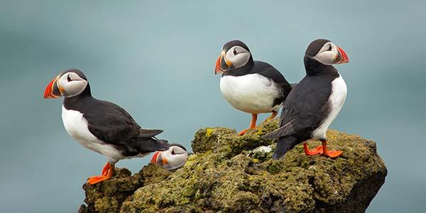 traditional food in Iceland to try is puffin