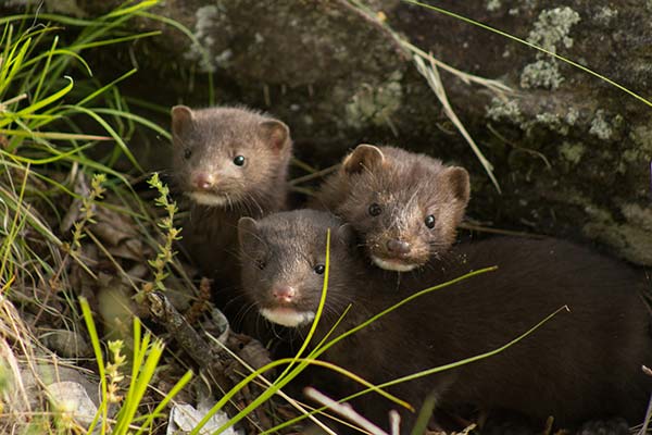 curious family of mink hiding in the grass in the national parks of Iceland