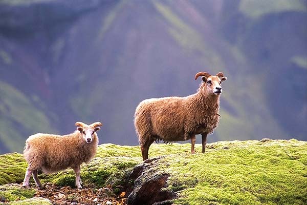 two sheep on a hill in a national park in iceland icelandic sheep