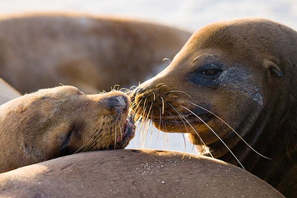 seals touching noses on a tour of iceland