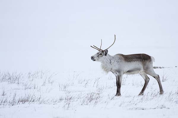 Wild reindeer in Iceland with large antlers in the snow in national parks of iceland