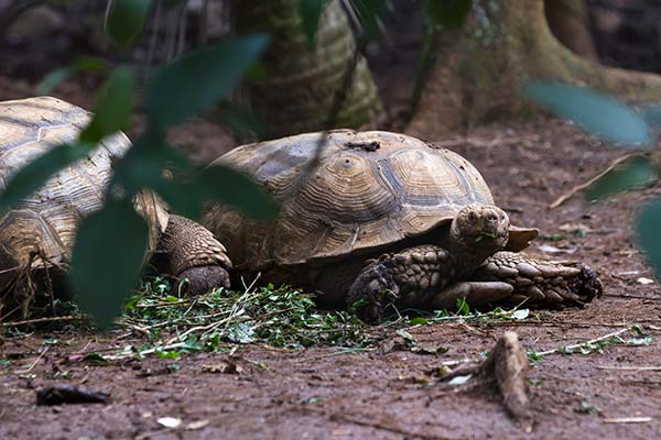 turtles sitting in the mud in the forest at banhavgarh tiger reserve national park in india