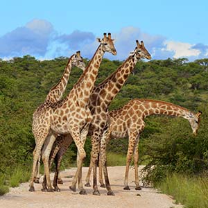 girrafe in Masai Mara