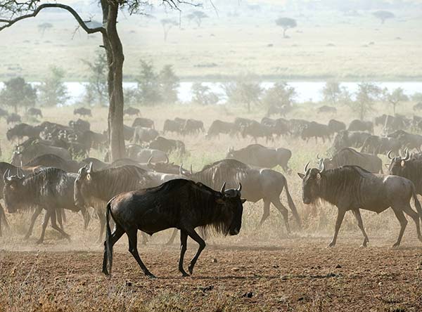 best time to visit the Masai Mara in Kenya the great migration