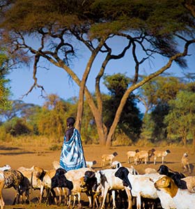 goat herder in kenya planes