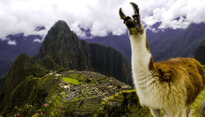 llama and alpaca are found all over peru, visit peru and see wildlife, see wild llamas, visit peru to see wildlife 