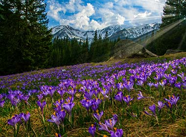 purple flowers covering in spring in the chocholowska valley with mountains and hills