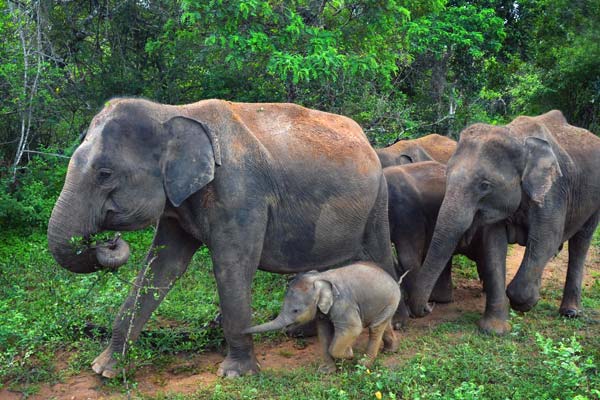 Adventure tourists spot a herd of elephants on safari in search of wildlife