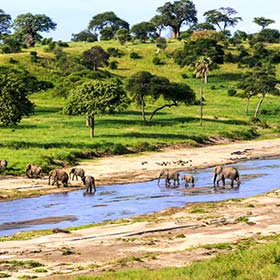 herd of elephants crossing river on a safari in Serengeti Tanzania