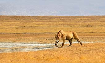 travel advice for tanzania safari searching for lions