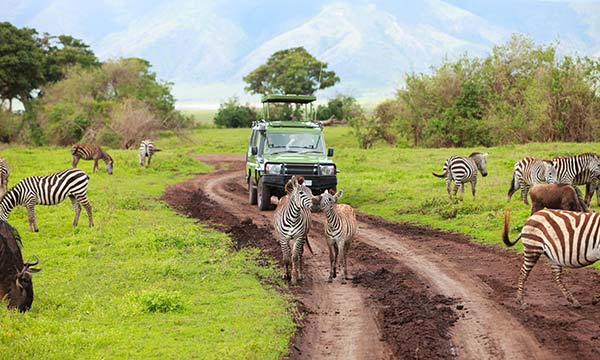 herd of zebra and a jeep on a safari in Tanzania