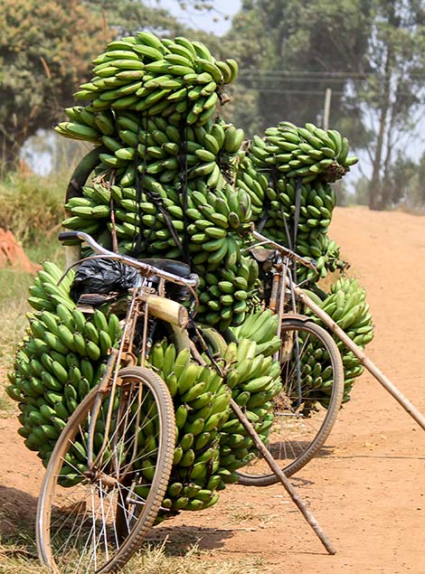 bicycle carrying bananas in uganda