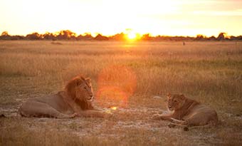 lions at national park in uganda lying on the grass at sunset