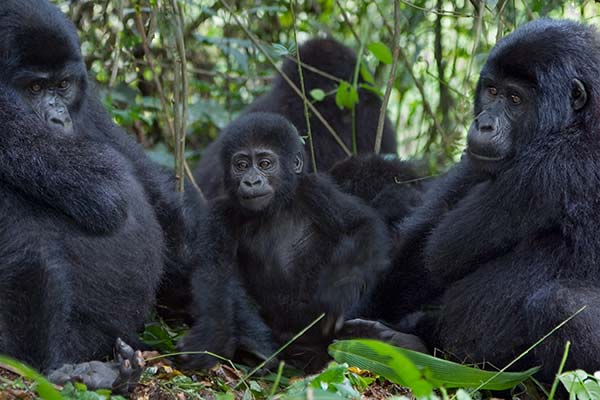 band of gorillas in forest in bwindi impenetrable national park in uganda