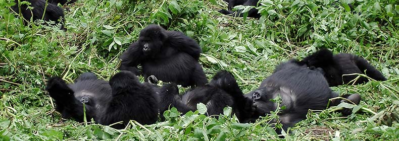 pack of mountain gorillas in bwindi impenetrable national park in uganda