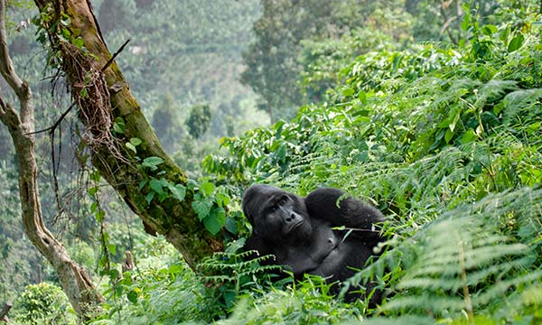 gorila trekking in uganda