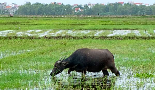 Water buffalo is always regarded as a family animal for the Vietnamese people and a common sight when travelling Vietnam on holiday