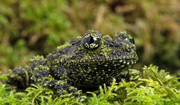 holiday tourist spots the vietnamese mossy frog with its clever camoflage