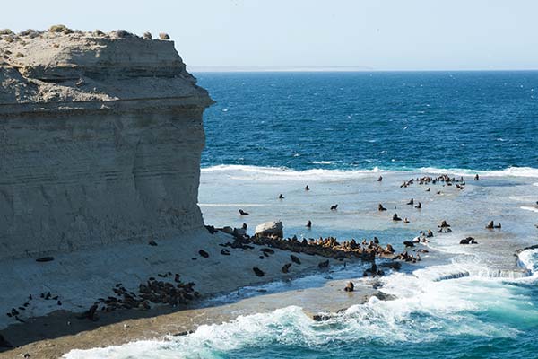 sea lions sunbathing on the shore with the sea and high cliffs beside them at valdes peninsula national park argentina