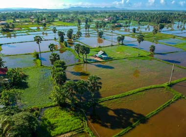 Rice fields in Kampot are probaly a sight that you will see when on tour in Cambodia