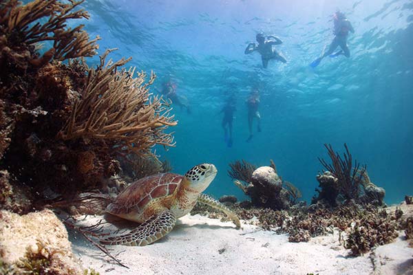 diving with turtles in akumal mexico