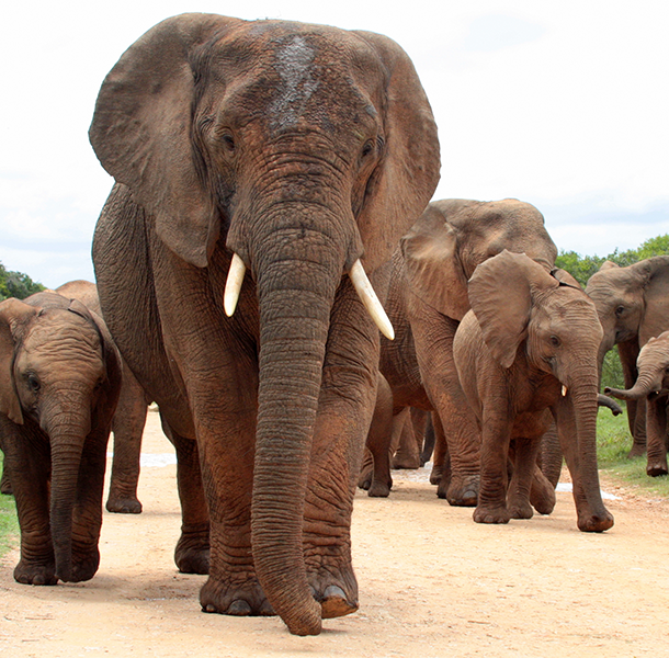 Elephant leading a herd in Addo National Park