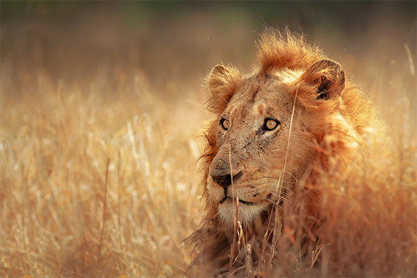 Lion in grass in Kruger National Park