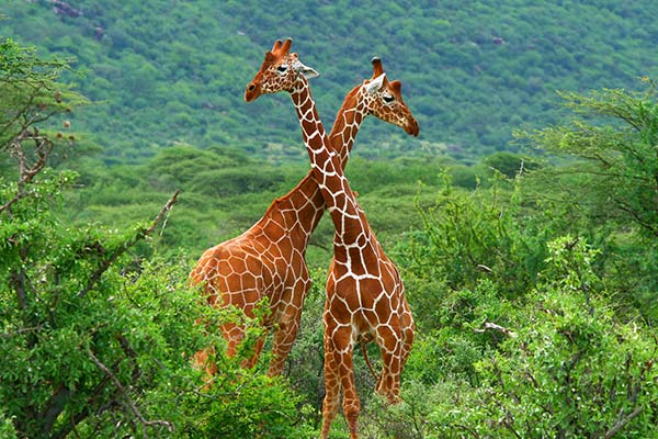 two giraffes standing in the green shrubs on a safari in south africa