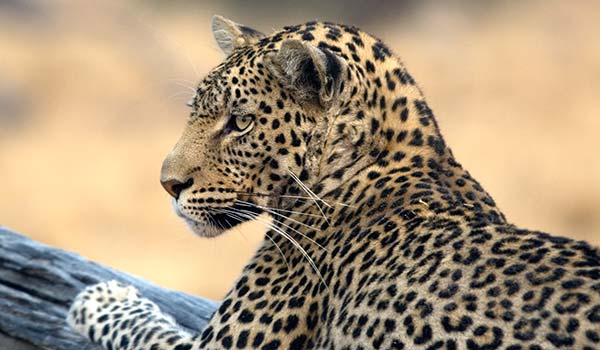 leopard laying in the tree in chizarira national park