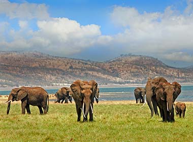 group of elephants grazing in grass by the lake with mountains in the background