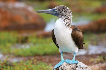 Blue-footed Booby (Sula nebouxii) on North Seymour Island, Galápagos National Park, Ecuador