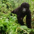 gorilla trek uganda, baby mountain gorilla in the Bwindi Impenetrable rain forest, gorilla trek africa