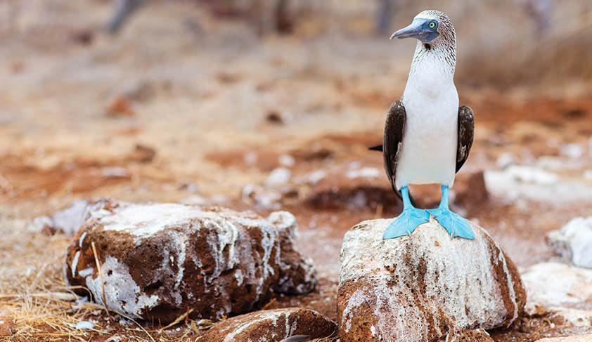 Blue-footed Booby, Galapagos Islands