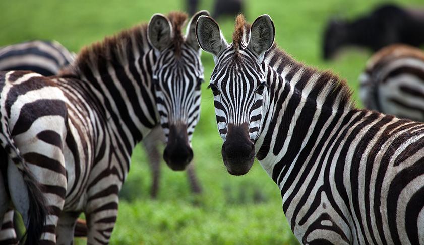 Zebra in the Masai Mara, Kenya