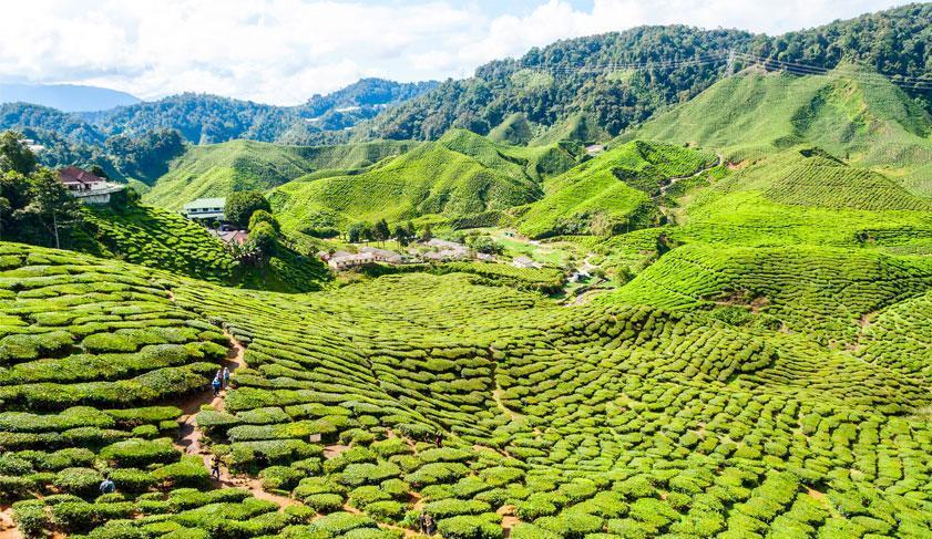 Tea plantations in the Cameron Highlands, Malaysia