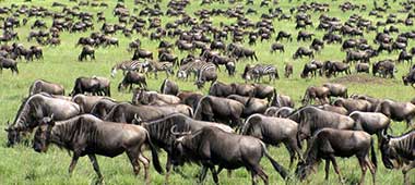 See one of the amazing wildlife spectacles on safari tour when great migration giant herds  wildbeest grazers travel across Northern Tanzania and serengeti