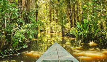 Cruising through the Amazon 