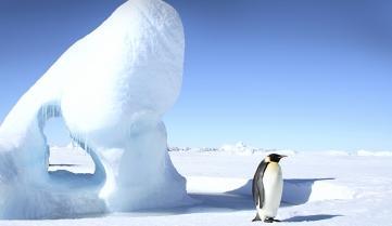 An emperor penguin in Antarctica