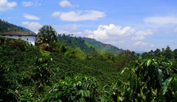 Hacienda Venecia coffee plantation