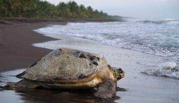 Sea turtle crawling from the beach to the sea in Tortuguero National Park, Costa Rica