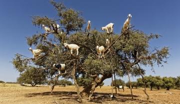 Goats climbing an Argan tree near Marrakesh, Morocco