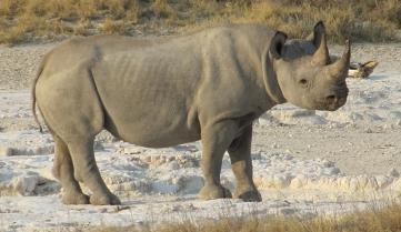 A rhino in Etosha National Park, Namibia