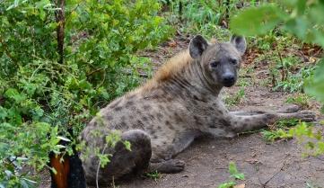 A hyena in Kruger National Park, South Africa